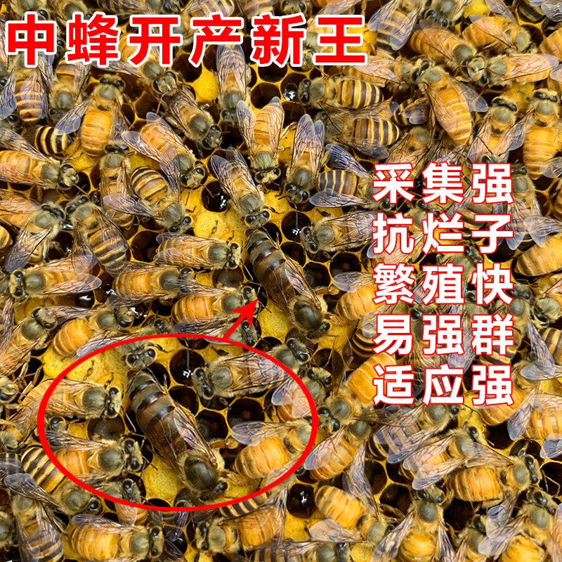 中蜂蜂王种王蜜蜂蜂王活体产卵王双色杂交处女王阿坝王包邮包活