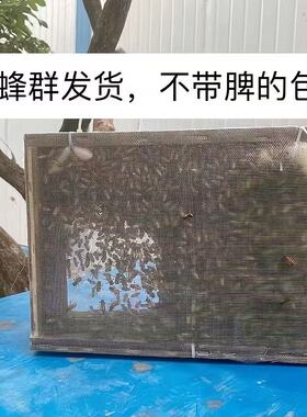 活体蜜蜂群 中蜂蜂群 带王蜜蜂群 阿坝中蜂中华土蜂笼蜂出售包邮