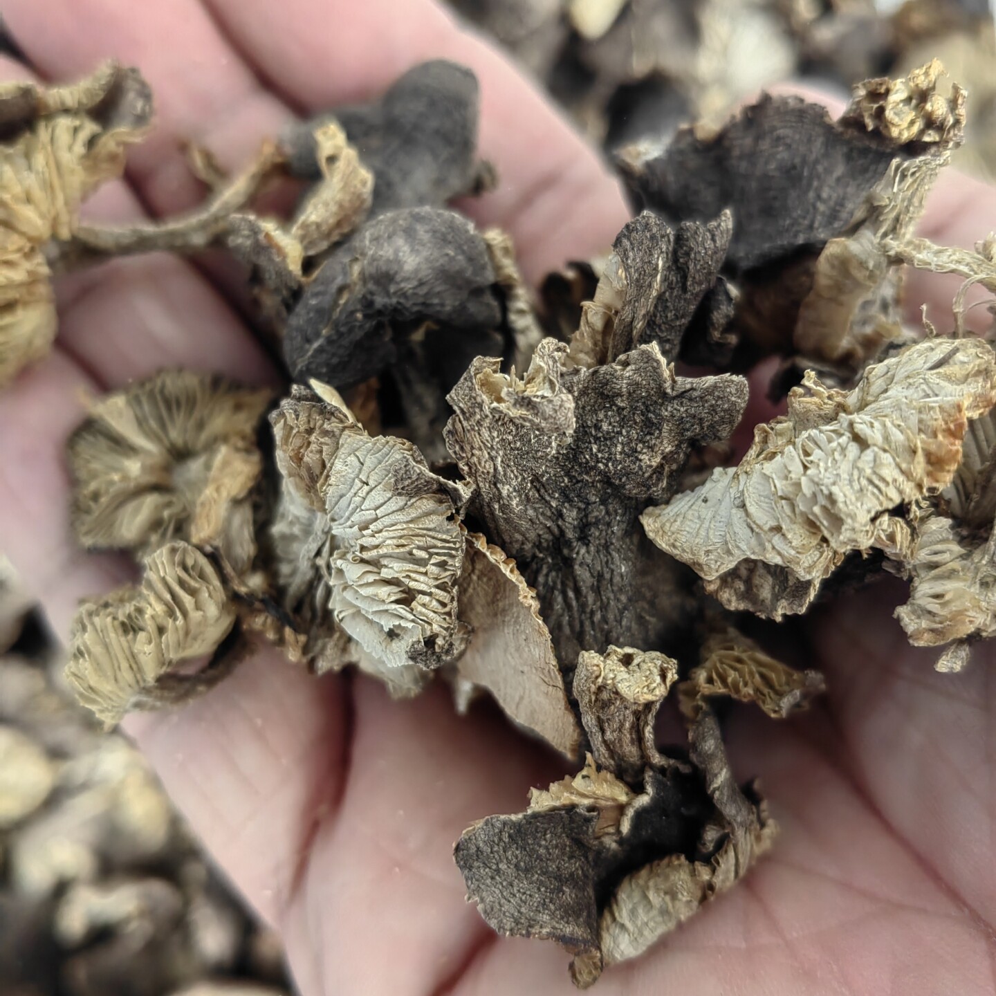 东北纯野生小灰蘑辽西特产蘑菇干货精品灰盖蘑草蘑500g天然黑盖蘑