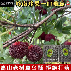 正宗潮阳乌酥杨梅乌苏梅当季新鲜孕妇水果现摘现发顺丰非西胪内輋