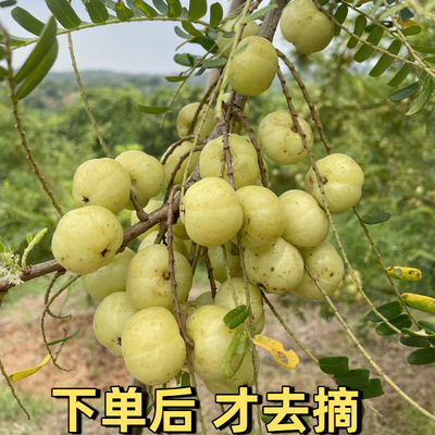 金灶野生油甘果甜种油柑孕妇生吃