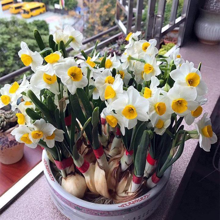 【矮状耐寒】水仙花盆栽室内水养种球/裸根