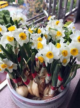 【矮状耐寒】水仙花盆栽室内水养水培植物四季开花耐寒花卉绿植