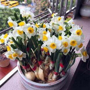 【矮状耐寒】水仙花盆栽室内水养水培植物四季开花耐寒花卉绿植