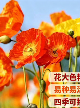 虞美人种子阳台庭院花种籽子四季播种见土就活