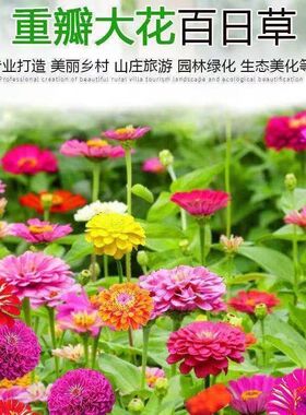 百日草花种子室外景观花海美化庭院阳台盆栽四季易种花种籽
