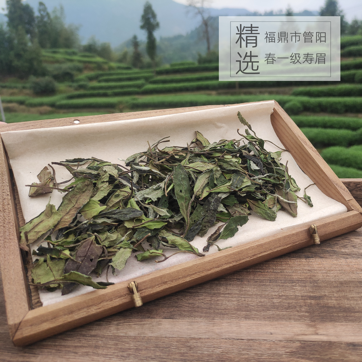 白茶福鼎管阳一级寿眉2023年春茶福鼎白茶春寿眉福鼎原产地直发