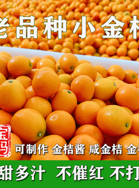 广西老品种油皮小金桔当季新鲜现摘酸甜孕妇水果麻嘴止ke金桔酱膏