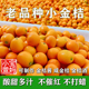 广西老品种油皮小金桔当季 新鲜现摘酸甜孕妇水果麻嘴止ke金桔酱膏