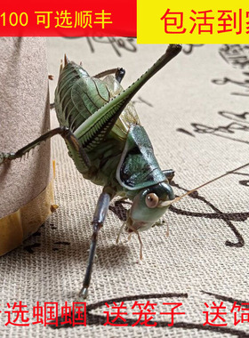 新脱蝈蝈鸣虫活虫直播山东铁皮大号公蝈蝈会叫活物蝈蝈叫声巨大号
