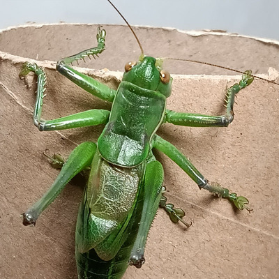 山东铁皮大蝈蝈绿蝈蝈山青叫