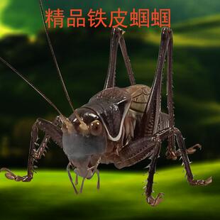 精品大个头活虫鸣虫叫蝈蝈儿新脱蝈蝈铁皮叫蝈蝈活虫带笼子过冬