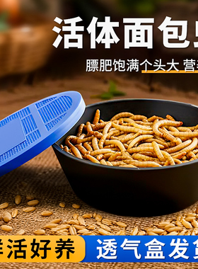 面包虫活体守宫角蛙黄粉虫蜘蛛蝎子乌龟喂鸟活饵食物透气小盒发货