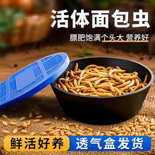 面包虫活体守宫角蛙黄粉虫蜘蛛蝎子乌龟喂鸟活饵食物透气小盒发货