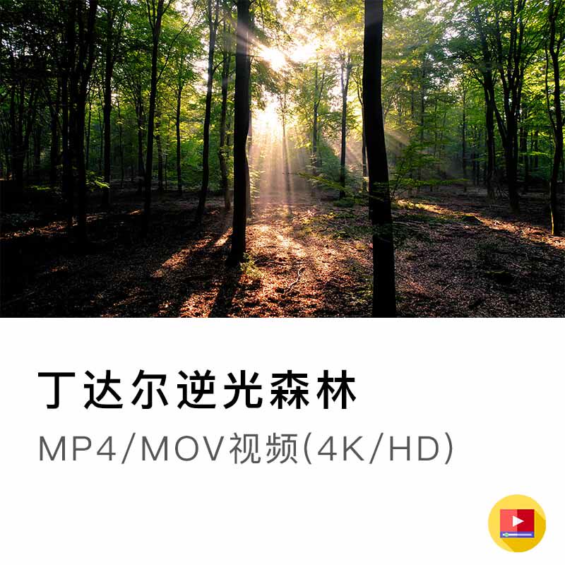 森林树木大自然光影逆光阳光夏天清新绿色视频空镜实拍素材