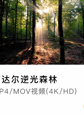 森林树木大自然光影逆光阳光夏天清新绿色视频空镜实拍素材