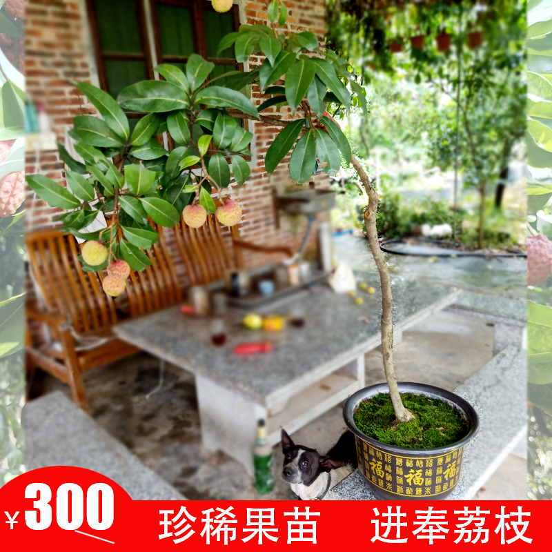 广州增城苗场直供进奉荔枝苗