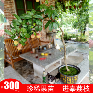 广州增城苗场直供仙进奉荔枝苗名贵品种果苗挂绿佛绿观音绿原土盆