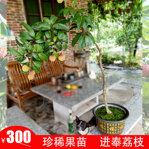 广州增城苗场直供进奉荔枝苗