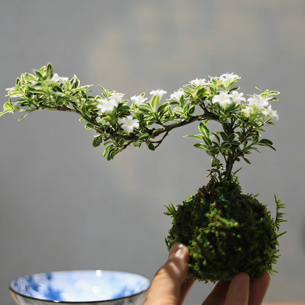 金边悬崖六月雪苔藓球绿植水培植物书房茶室桌面小盆栽植物摆件
