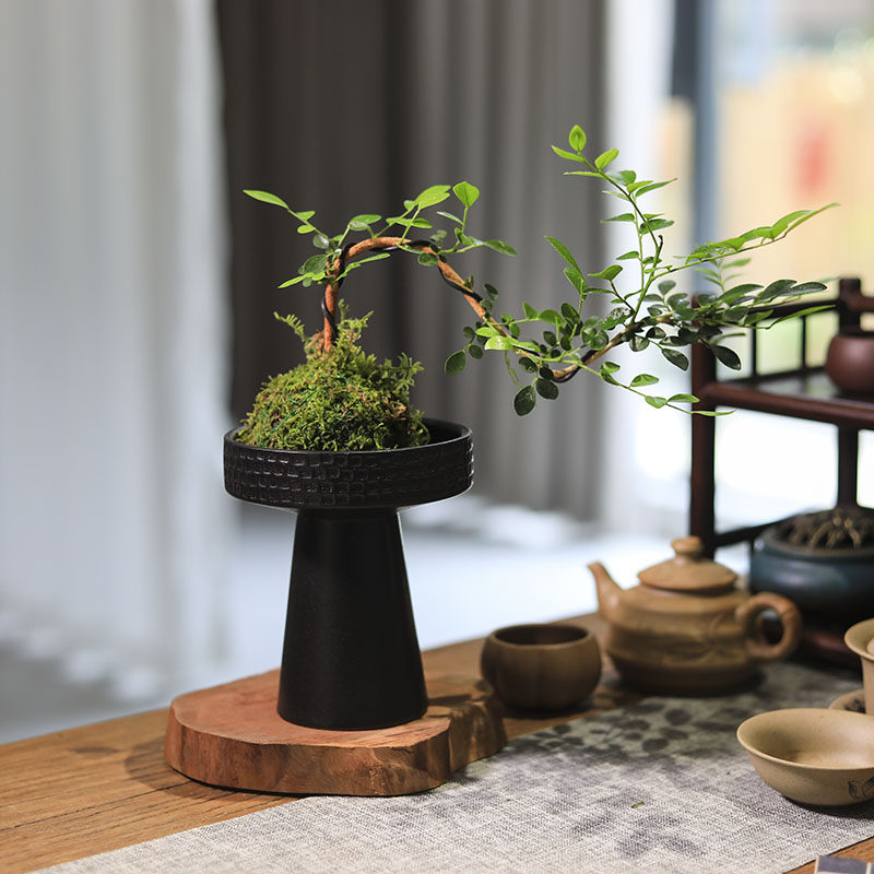 悬崖九里香盆景苔藓球绿植水培植物办公室桌面盆栽茶室花卉绿植