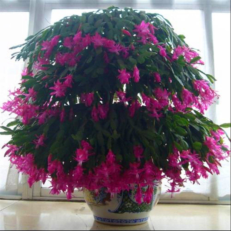 大苗带根当年开花蟹爪兰包邮发货