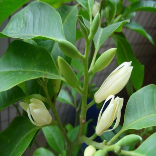 白兰盆栽花苗黄角兰浓香花卉阳台绿植净化空气植物清香白色玉兰花