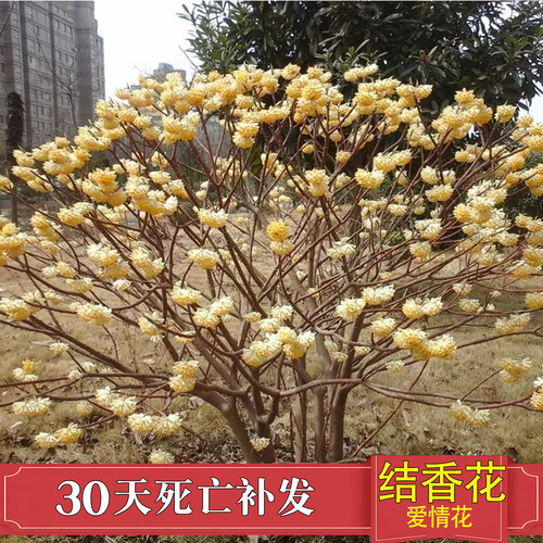 结香花树苗盆栽花卉室内外耐寒打结花梦冬花喜花阳台植物庭院花苗