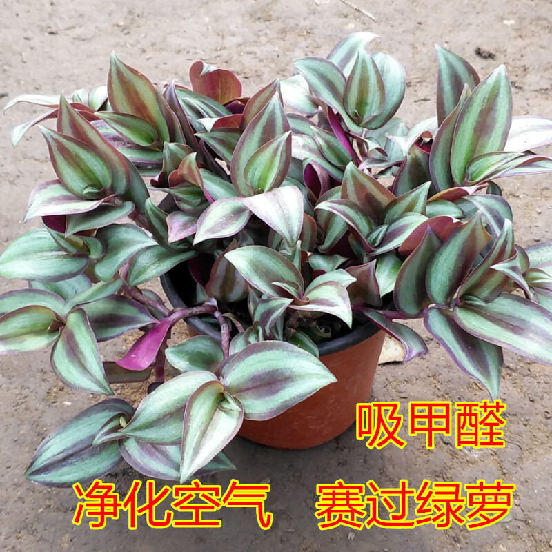 紫叶吊竹梅 盆栽花卉绿植 垂吊室内桌面客厅小盆栽紫罗兰赛过绿萝