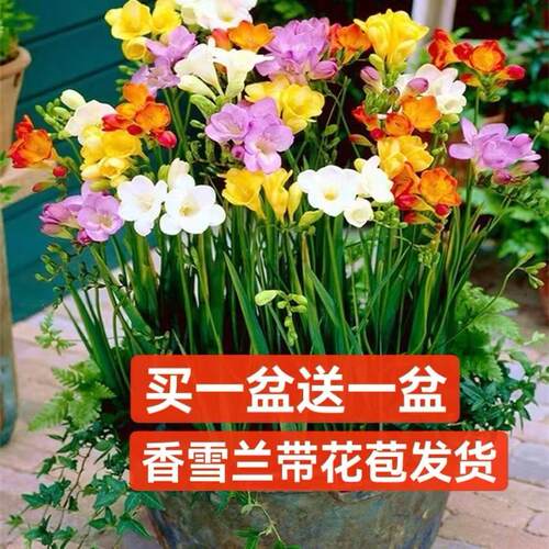 浓香型香雪兰盆栽带花苞发货阳台多年生观花植物四季易活