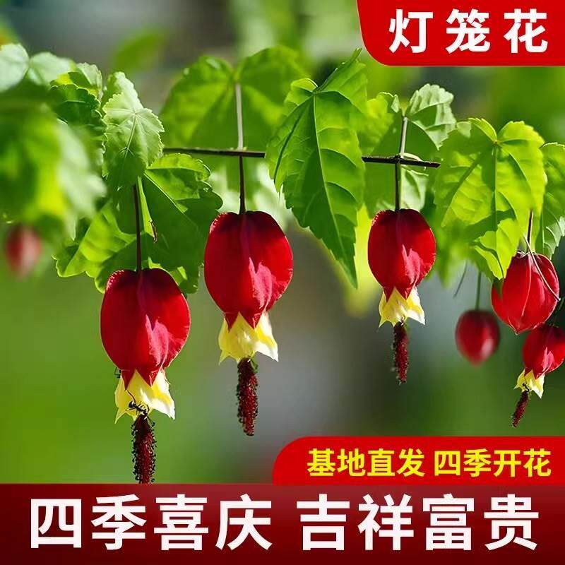 灯笼花四季开花盆栽树苗爬藤植物蔓性风铃花庭院攀援植物花卉好养