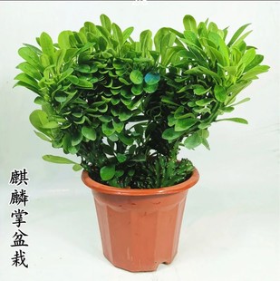 多肉植物玉麒麟盆栽花卉仙人掌麒麟掌庭院好养绿植