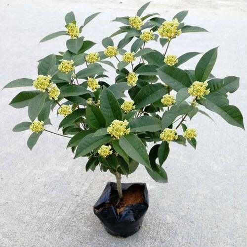 桂花树苗盆栽客厅庭院四季开花浓香型盆景室内外绿植花卉好养的花