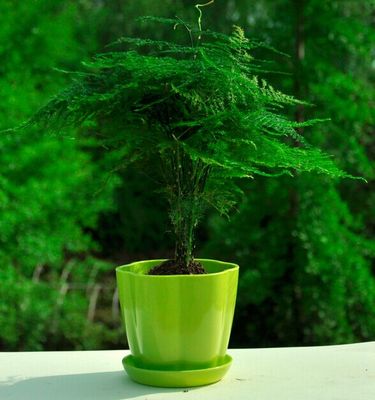 文竹盆栽植物花卉室内客厅