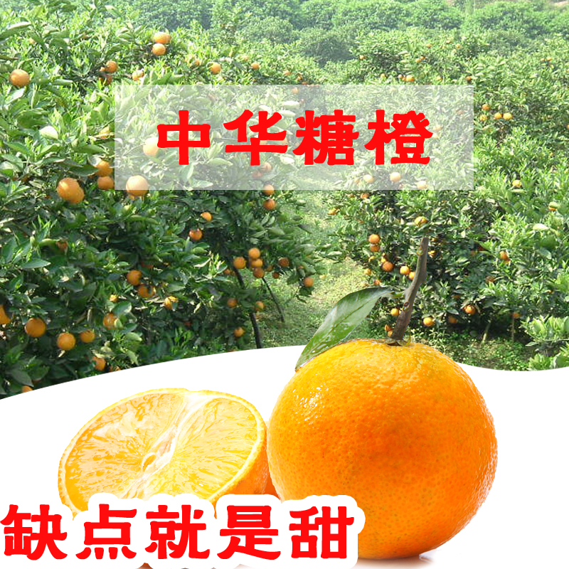 中华糖橙纯甜无任酸新鲜橙子孕妇橙新鲜水果当季应季现摘包邮橙子