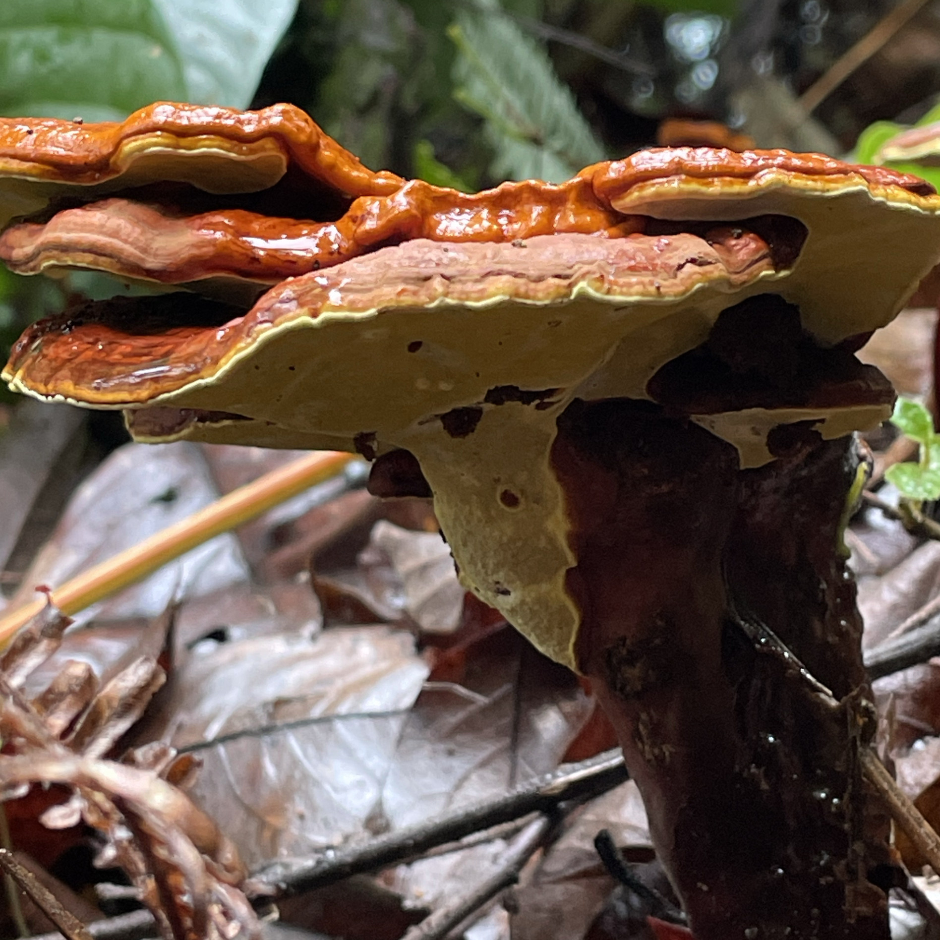 云南深山野生赤灵芝高山原生态整朵切片煲汤泡酒泡茶天然滋补干货图片