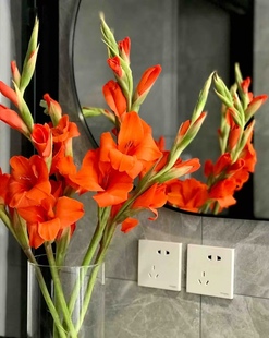 剑兰花鲜花鲜切花家庭插花水养花期长客厅插花水养花期长