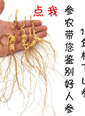 特价15年野山参长白山野生人参林下参正宗东北特产礼盒泡酒人参