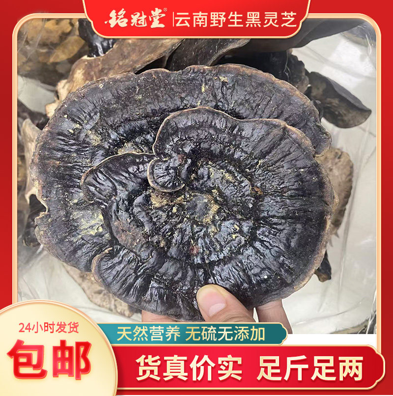 云南野生黑灵芝 不苦 纯天然