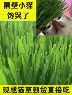 猫草盆栽已长好化毛球小麦种植水培营养土种子自种即食无土栽培