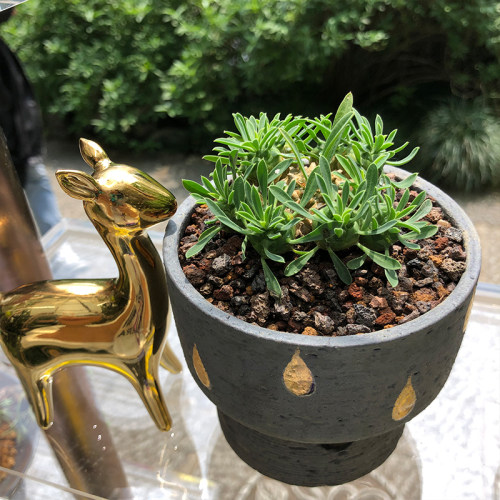 大戟科峨眉山素材模板 大戟科峨眉山图片下载 小麦优选