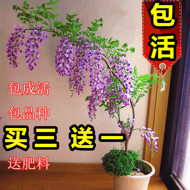 庭院紫藤萝树花苗爬藤植物四季攀爬 植树节 珍贵名树 树苗 紫腾花在类目 鲜花速递/花卉仿真/绿植园艺, 花卉/绿植盆栽（新）, 花卉中 - 来自Buy2taobao.com提供专业的淘宝代购服务
