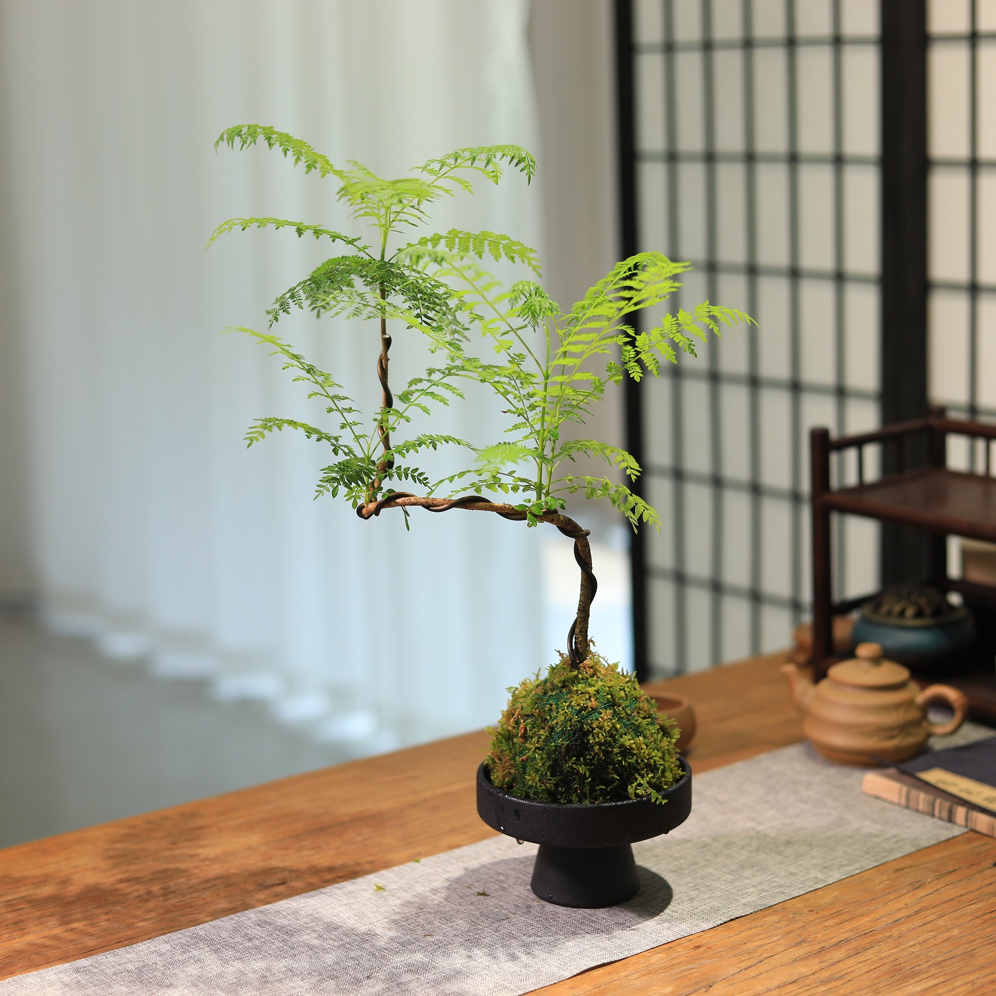 蓝花楹苔藓球绿植水培植物书房茶室客厅桌面小盆栽造型盆景绿植