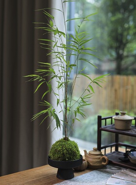 正宗内门竹高端竹子盆栽苔藓球绿植茶室桌面小盆栽绿植摆件竹苗