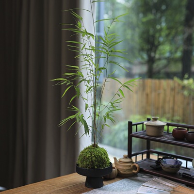 正宗内门竹苔藓球绿植竹子盆栽