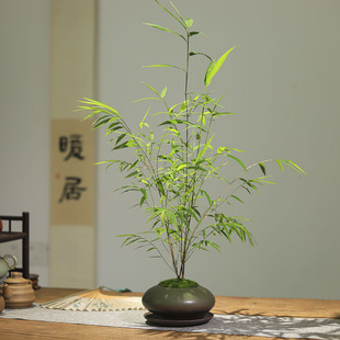 正宗内门竹中式禅意盆栽高端竹子盆景书房茶室桌面小盆景绿植摆件