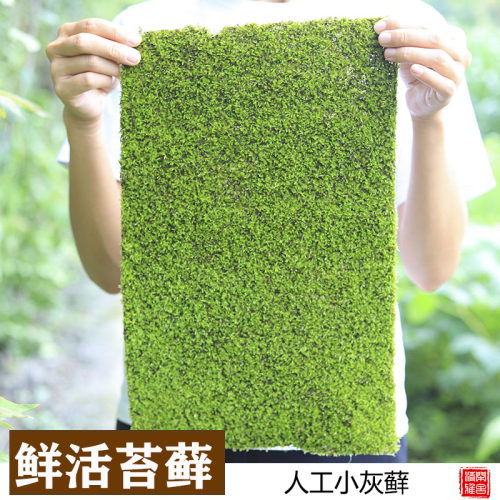 新鲜小灰造景材料人工绿植苔藓
