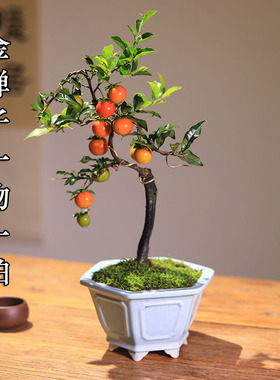 一物一拍金弹子盆景老桩造型盆栽客厅庭院挂果植物茶室桌面好养