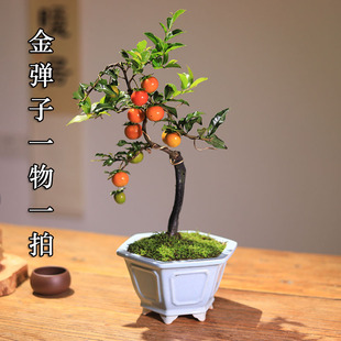 一物一拍金弹子盆景老桩造型盆栽客厅庭院挂果植物茶室桌面好养