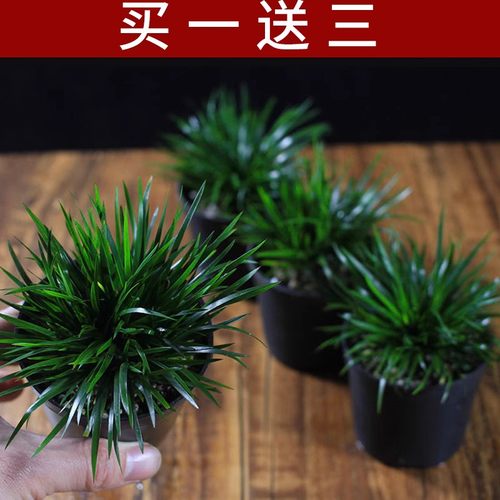 菖蒲苗文人草虎须黄金姬